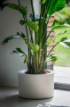  Donica z włókna szklanego 45cm-30h , Fiberglass, 95.046.45, kolor biały - 5