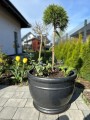  Donica z ceramiki szkliwionej , Ogrodowe szkliwione, 75.414.35, kolor antracytowy - 4