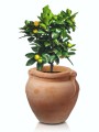  Donica z ceramiki nieszkliwionej , Tuscan, 75.209.46, kolor pomarańczowy (terakota) - 5