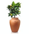  Donica z ceramiki nieszkliwionej , Tuscan, 75.103.39, kolor pomarańczowy (terakota) - 3