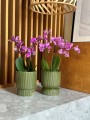  Osłonka doniczkowa z ceramiki szkliwionej  13cm-15h , Barcelona, 03.112.13, kolor zielony ciemny - 3