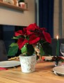 Osłonka doniczkowa z ceramiki nie szkliwionej, Christmas, 71.060.14, kolor biały - 2