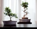  Donica ceramiczna z podstawkiem , Bonsai, 16.035.19, kolor kremowy - 3
