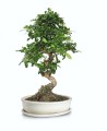  Donica ceramiczna z podstawkiem , Bonsai, 16.035.25, kolor kremowy - 2