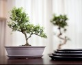  Donica ceramiczna z podstawkiem , Bonsai, 16.035.50, kolor kremowy - 4