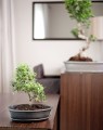  Donica ceramiczna z podstawkiem , Bonsai, 16.036.32, kolor czarny - 5