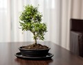  Donica ceramiczna z podstawkiem , Bonsai, 16.036.40, kolor czarny - 3