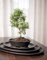  Donica ceramiczna z podstawkiem , Bonsai, 16.036.40, kolor czarny - 4