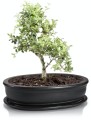  Donica ceramiczna z podstawkiem , Bonsai, 16.036.50, kolor czarny - 2