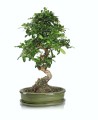 Donica ceramiczna z podstawkiem , Bonsai, 16.038.25, kolor zielony - 2