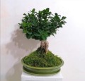  Donica ceramiczna z podstawkiem , Bonsai, 16.038.25, kolor zielony - 3