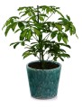   Basica emerald osłonka doniczkowa  , Domowe ogrody, 918.001.14, kolor turkus z przewagą zieleni - 3