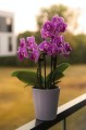  Donica ceramiczna 13cm-15h , Basic, 71.015.13, kolor biały - 4