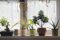   Etnica soleado osłonka doniczkowa  , Domowe ogrody, 919.024.23, kolor żółć z bielą - 2