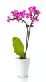  Donica ceramiczna 13cm-15h , Basic, 71.015.13, kolor biały - 5