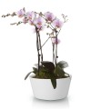  Donica ceramiczna 28m-13h , Basic, 71.024.28, kolor biały - 2