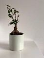  Donica ceramiczna 13cm-14h , Barcelona, 31.075.13, kolor miętowy - 2