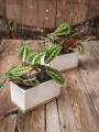  Donica ceramiczna na drewnianej podstawie 26x14cm-14h , Barcelona, 02.677.26, kolor biały - 3