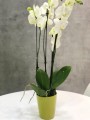  Donica ceramiczna 13cm-15h , Basic, 71.016.13, kolor zielony - 4