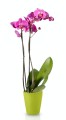  Donica ceramiczna 13cm-15h , Basic, 71.016.13, kolor zielony - 5