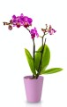  Donica ceramiczna 13cm-15h , Basic, 71.017.13, kolor różowy - 4