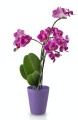  Donica ceramiczna 13cm-15h , Basic, 71.018.13, kolor ciemny fioletowy - 4