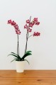  Donica ceramiczna 13cm-15h , Basic, 71.019.13, kolor kremowy - 2
