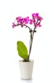  Donica ceramiczna 13cm-15h , Basic, 71.019.13, kolor kremowy - 3