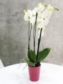  Donica ceramiczna 13cm-15h , Basic, 71.020.13, kolor różowy - 4