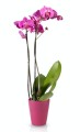  Donica ceramiczna 13cm-15h , Basic, 71.020.13, kolor różowy - 5