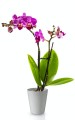  Donica ceramiczna 13cm-15h , Basic, 71.056.13, kolor szary - 3