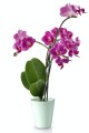  Donica ceramiczna 13cm-15h , Basic, 71.057.13, kolor miętowy - 3