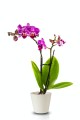  Donica ceramiczna , Basic, 71.036.14, kolor kremowy - 2