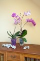  Donica szklana 14cm-16h , Basic, 50.001.14, kolor transparent - 3