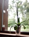  Donica szklana 14cm-16h , Basic, 50.001.14, kolor transparent - 4