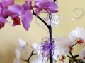  Podpórka do orchidei 60cm , Basic, 50.504.60, kolor transparent - 2