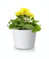  Donica ceramiczna 12cm-10h , Basic, 71.001.13, kolor biały - 4