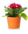  Donica ceramiczna 12cm-10h , Basic, 71.006.13, kolor pomarańczowy - 4