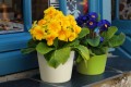  Donica ceramiczna 12cm-10h , Basic, 71.007.13, kolor kremowy - 2