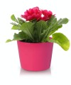  Donica ceramiczna 12cm-10h , Basic, 71.009.13, kolor różowy - 4