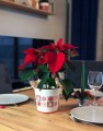  Donica ceramiczna 14cm-12h , Christmas, 39.064.14, kolor biały, czerwony - 3