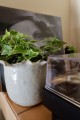   Guilla   osłonka doniczkowa  , Domowe ogrody, 901.016.14, kolor seledyn z jasnym brązem - 2