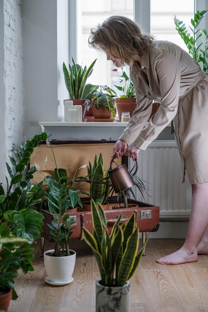 Podlewanie roślin doniczkowych
