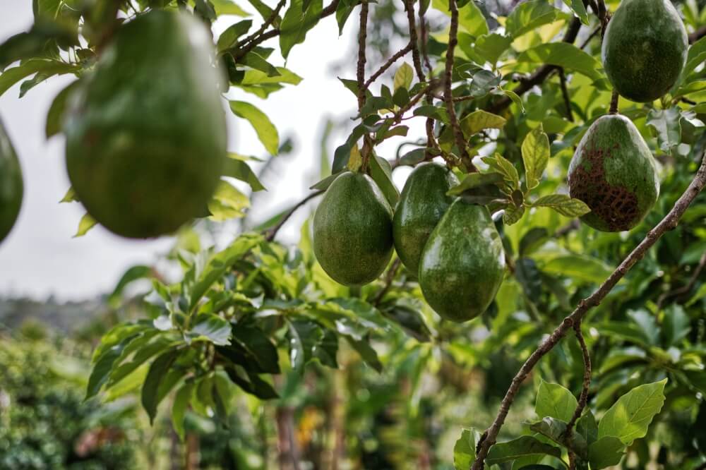 Drzewko avocado z pestki – sposób na domowy las
